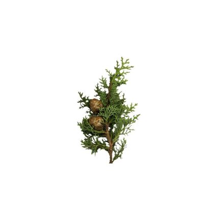 NATURE SOIN HUILE ESSENTIELLE DE CYPRÈS 10ML